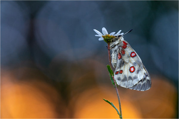 Roter Apollo (Parnassius apollo vercoricus), Frankreich, Dep. Isere