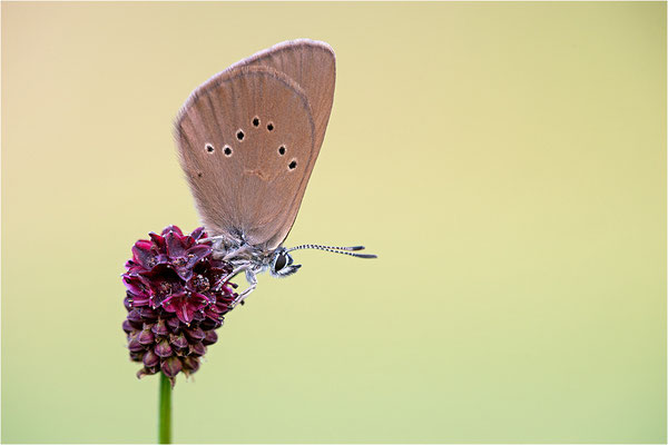 Dunkler Wiesenknopf-Ameisenbläuling (Phengaris nausithous), Deutschland, Baden-Württemberg