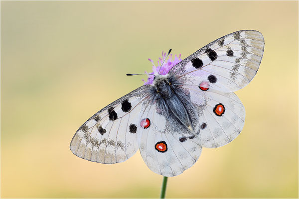 Roter Apollo (Parnassius apollo vercoricus), Frankreich, Dep. Isere