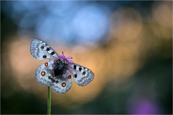 Roter Apollo (Parnassius apollo pedemontanus), Italien, Region Aostatal, 2.100m