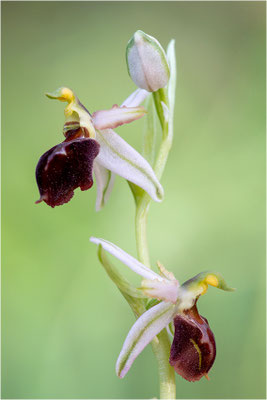 Moris Ragwurz (Ophrys morisii)