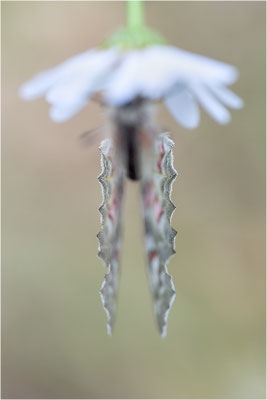 Roter Apollo (Parnassius apollo vercoricus), Frankreich, Dep. Isere