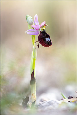 Ophrys aurelia, Bouches-du-Rhône