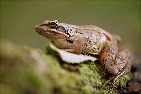 Springfrosch (Rana dalmatina), Deutschland, Baden-Württemberg