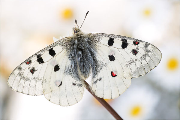 Hochalpen-Apollo (Parnassius phoebus), Italien, Region Aostatal