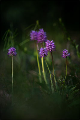 Affen-Knabenkraut (Orchis simia), Frankreich, Isere