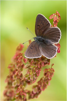 Lilagold-Feuerfalter (Lycaena hippothoe eurydame), Weibchen, Schweiz, Wallis, 1700m