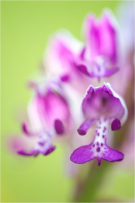 Helm-Knabenkraut (Orchis militaris), Deutschland, Baden-Württemberg