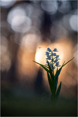 Schwertblättriges Waldvöglein (Cephalanthera longifolia), Schweden,  Farö