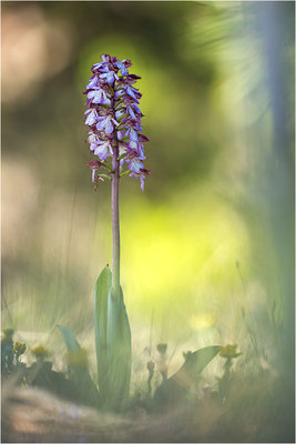 Purpur-Knabenkraut (Orchis purpurea), Frankreich, Drôme