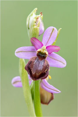 Ophrys aveyronensis