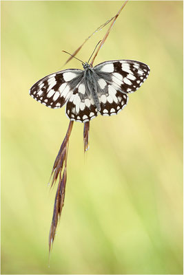 Schachbrettfalter (Melanargia galathea), Männchen, Deutschland, Baden-Württemberg