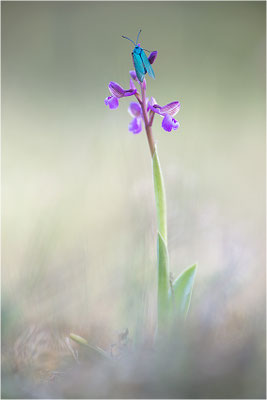 Kleine Hundswurz (Anacamptis morio picta), Dep. Var, Frankreich