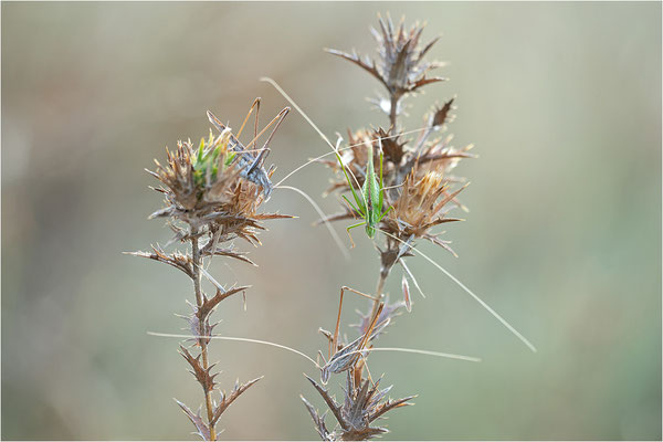 Lilienblatt-Sichelschrecke (Tylopsis lilifolia), Männchen, Frankreich, Ardèche