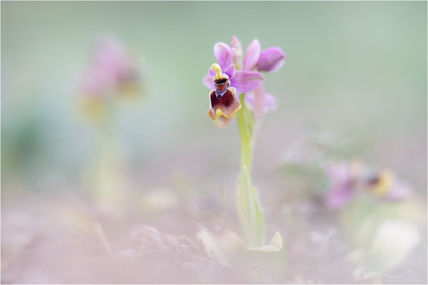 Ophrys tenthredinifera
