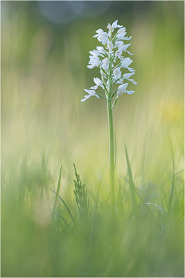 Helm-Knabenkraut (Orchis militaris), hypochrom, Deutschland, Baden-Württemberg