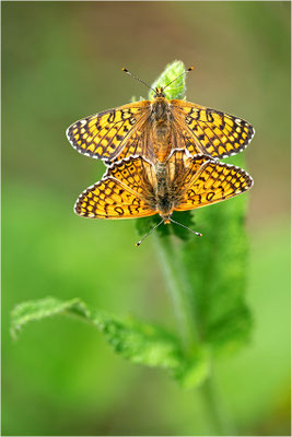 Wegerich-Scheckenfalter (Melitaea cinxia), Frankreich, Ardèche