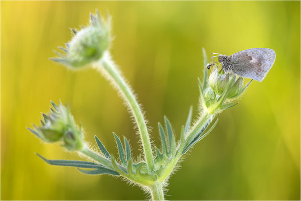Kleines Wiesenvögelchen (Coenonympha pamphilus), Deutschland, Baden-Württemberg