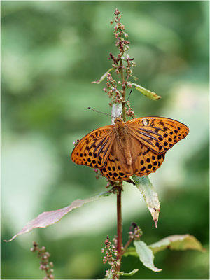 Kaisermantel (Argynnis paphia), Männchen, Deutschland, Baden-Württemberg