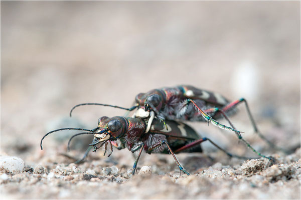 Dünen-Sandlaufkäfer (Cicindela transversalis pseudoriparia), Deutschland, Baden-Württemberg