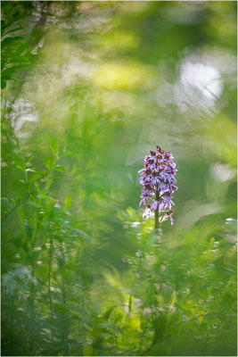 Purpur-Knabenkraut (Orchis purpurea), Deutschland, Baden-Württemberg