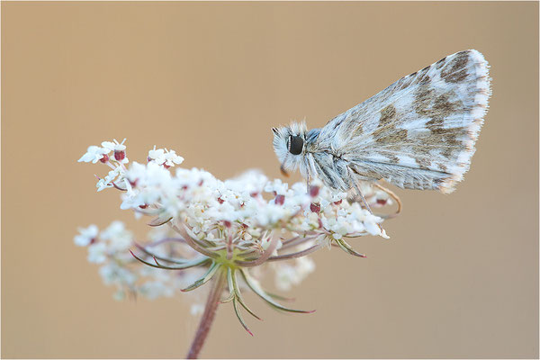 Ambossfleck-Würfeldickkopffalter (Pyrgus onopordi), Männchen, Frankreich, Drôme