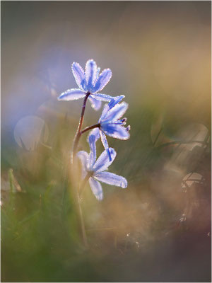 Zweiblättriger Blaustern (Scilla bifolia), Deutschland, Baden-Württemberg