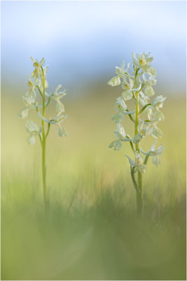 Provence-Knabenkraut (Orchis provincialis), Frankreich, Isere