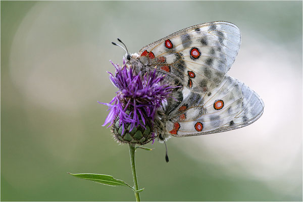 Roter Apollo (Parnassius apollo leovigildus), Frankreich, Dep. Alpes-de-Haute-Provence