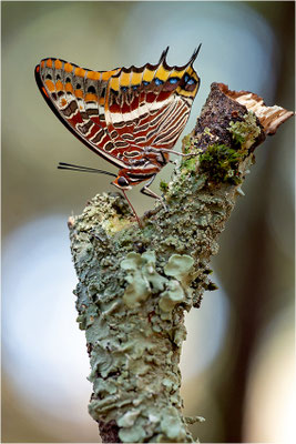 Erdbeerbaumfalter (Charaxes jasius), Frankreich, Ardèche