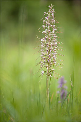 Bocks-Riemenzunge (Himantoglossum hircinum), Deutschland, Baden-Württemberg