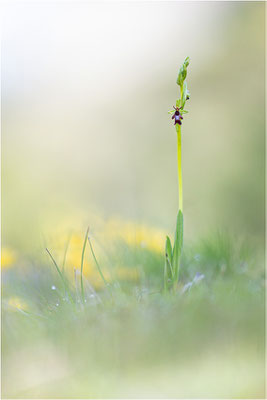 Fliegen-Ragwurz (Ophrys insectifera), Frankreich, Dep. Isere