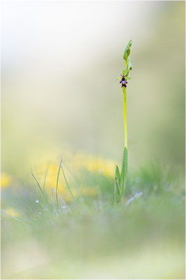 Fliegen-Ragwurz (Ophrys insectifera), Frankreich, Dep. Isere