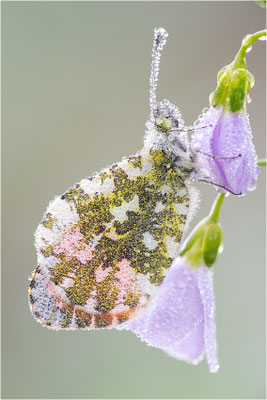 Aurorafalter (Anthocharis cardamines), Männchen, Deutschland, Baden-Württemberg