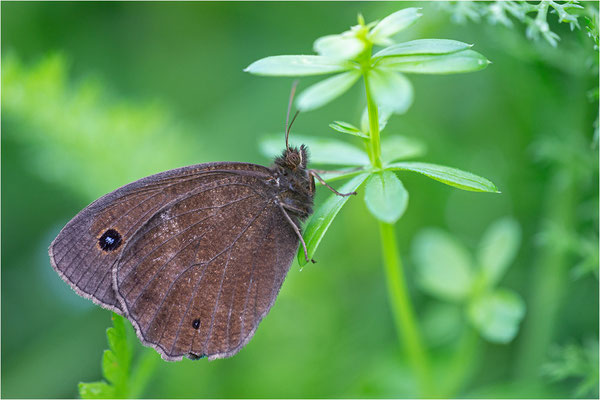Blauäugiger Waldportier (Minois dryas), Österreich, Tirol
