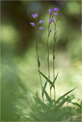 Rotes Waldvöglein (Cephalanthera rubra), Schweiz, Oberwallis