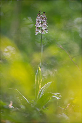 Purpur-Knabenkraut (Orchis purpurea), Deutschland, Baden-Württemberg
