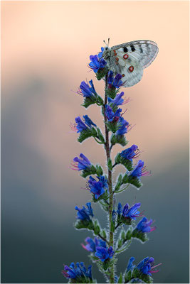 Roter Apollo (Parnassius apollo vercoricus), Frankreich, Dep. Isere