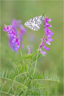Russisches Schachbrett (Melanargia russiae), Männchen, Frankreich, Dep. Var