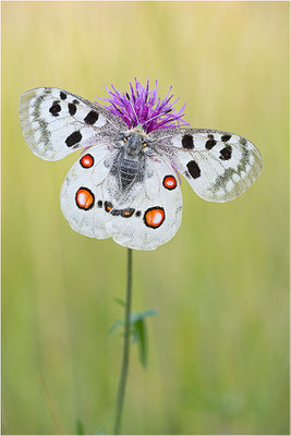 Roter Apollo (Parnassius apollo lithographicus), Deutschland, Oberbayern