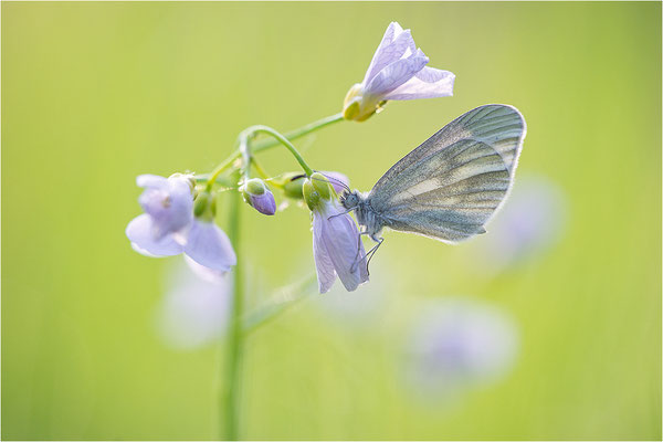 Tintenfleck-Weißling (Leptidea sinapis bzw. juvernica), Deutschland, Baden-Württemberg