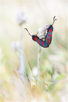 Sechsfleck-Widderchen (Zygaena filipendulae), Paarung, Schweiz, Wallis