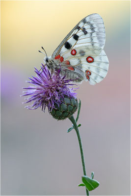 Roter Apollo (Parnassius apollo provincialis), Frankreich, Dep. Alpes-Maritimes