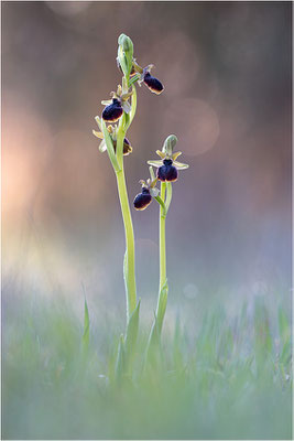 Ophrys passionis, Bouches-du-Rhône