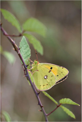 Postillon (Colias crocea), Frankreich, Haute-Loire