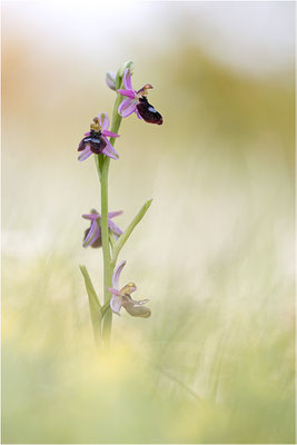 Drôme-Ragwurz (Ophrys drumana), Frankreich, Dep. Drôme