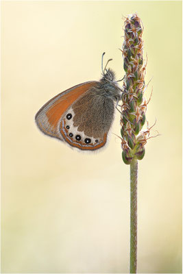 Alpen-Wiesenvögelchen (Coenonympha gardetta), Schweiz, Kanton Wallis