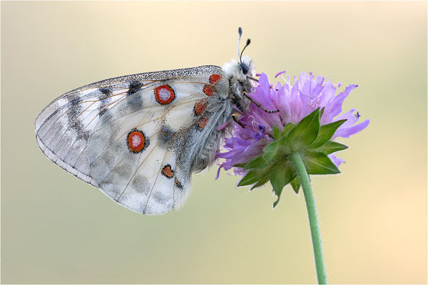 Roter Apollo (Parnassius apollo vercoricus), Frankreich, Dep. Isere