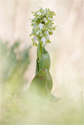 Riesen-Knabenkraut (Himantoglossum robertianum), Provence, Frankreich
