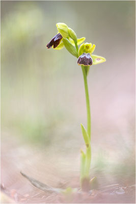Ophrys bilunulata